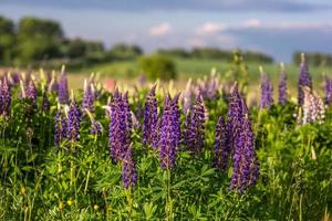 lupines in field with selective focus photo