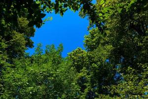 Tree leaves around blue sky at summer daylight photo