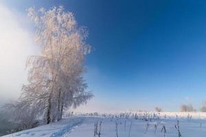 foggy winter riverside at morning with sun shine behind frosty birch tree - horizontal frame photo