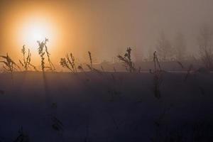 fondo oscuro de niebla de invierno de ensueño foto