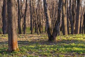 empty spring forest background photo