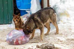 two stray dogs take away garbage bags at winter day under snowfall photo