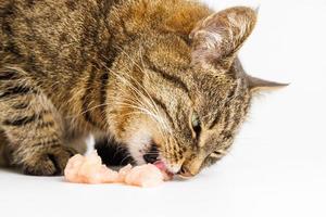 gato atigrado comiendo carne de pollo cruda sobre fondo blanco foto