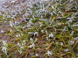 Frost on short green grass at early spring - closeup photo