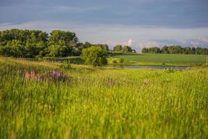 lupine in grass selective focus landscape photo