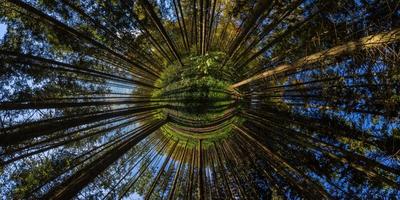 hyperbolic little planet projection of spherical panorama in sunny autumn day in pine forest with blue sky photo