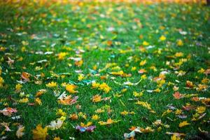 autumn maple leaves on green grass background photo