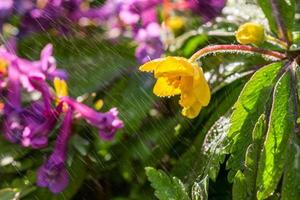 small yellow flower under spray photo