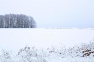 invierno nevado bosque pared estilo inexpresivo fondo blanco foto