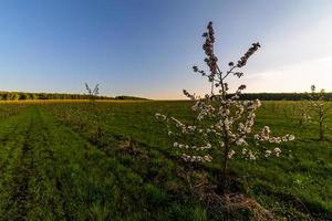 young apple garden at sunny daytime wide angle photo