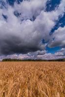 Yellow barley field at daytime under direct sunlight. Green forest and sky with storm clouds on the background. photo