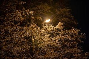 snow covered winter branches with street lamp inside at winter night photo