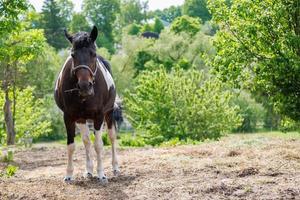 brown-white spotted horse standing still in open yard with dry hay at sunny summer day photo