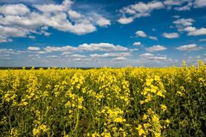 Blooming canola field and blu sky with white clouds photo