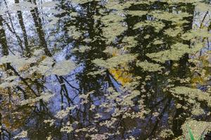 summer pond covered with green duckweed algae on the surface of the water photo