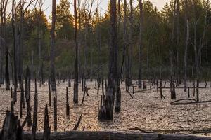 morning in summer swamp with vertical dry gray straight tree trunks photo