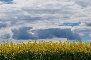 Blooming canola field and blu sky with white clouds photo