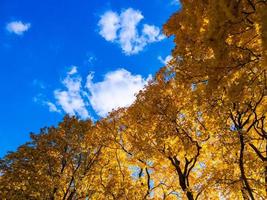 autumn vivid yellow maple trees foliage on blue sky with white clouds background - full frame upward view from below photo