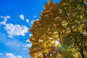 autumn vivid yellow maple tree on blue sky background - full frame upward view from below photo