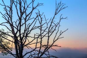 dry thin three branches on gradient morning sky background photo