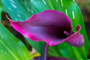 Purple violet anthurium photo