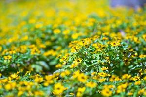 Little yellow star flower photo