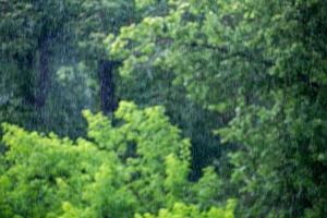 rain falling on blurry green forest background with cloudy soft daylight photo