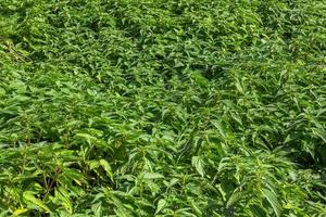 Stinging Nettle Full Frame Overhead background and texture photo