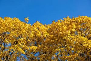 yellow maple trees on clear blue sky background photo