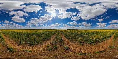 Panorama esférico de 360 grados del campo de colza de colza amarilla floreciente del día de verano en proyección eqirectangular foto