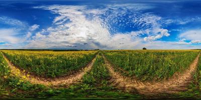 Panorama esférico de 360 grados del campo de colza de colza amarilla floreciente del día de verano en proyección eqirectangular foto