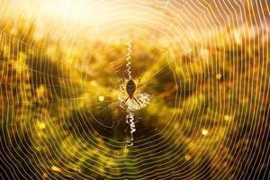 Spider-wasp Argiope bruennichi on own web at autumn morning with dew drops in tall grass. photo