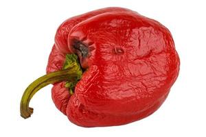 rotten red bell pepper isolated on white background photo