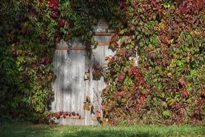 closed gray wooden doors to outdoor cellar, covered with decorative grapes photo