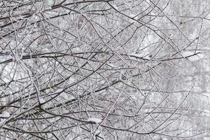 ramas nevadas con enfoque selectivo. fondo abstracto de invierno. foto