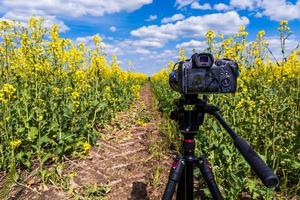 cámara sin espejo profesional moderna en trípode disparando campo amarillo en trípode, primer plano foto