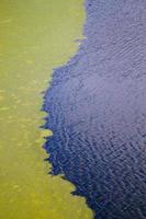 green algae floating on rippled water surface of the pond with pronounced edge photo