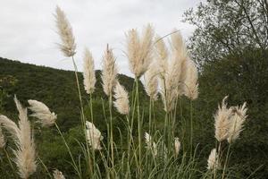 pampas plant in nature created wildly photo