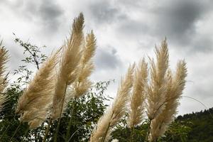 pampas plant in nature created wildly photo