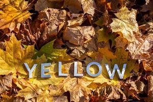 the word yellow laid with metal letters over autumn fallen leaves - closeup with selective focus photo