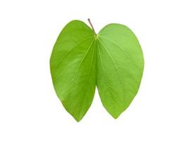 Isolated Bauhinia purpurea plant with clipping paths. photo