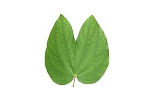 Isolated Bauhinia purpurea plant with clipping paths. photo