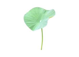 Isolated waterlily or lotus plants with clipping paths. photo