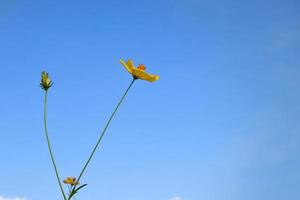 Isolated yellow cosmos flower with clipping paths. photo