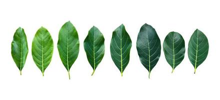 Isolated fresh and green leaves of jackfruit, clipping paths. photo