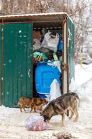 two stray dogs take away garbage bags at winter day under snowfall photo