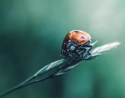 Ladybug on the grass on a green background in macro. photo