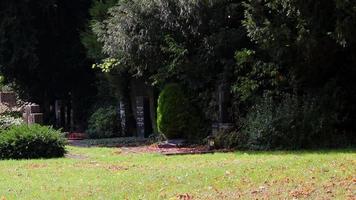 temporada de outono com folhas caindo no outono mostra folhagem colorida em cenário tranquilo e prado idílico rural em dia ensolarado como pano de fundo natural com cores vibrantes e ambiente saudável para caminhadas video