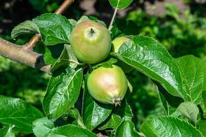 Photography on theme beautiful fruit branch apple tree photo