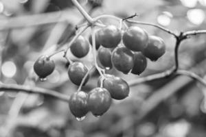 fotografía sobre el tema hermoso viburnum de bayas agrias foto